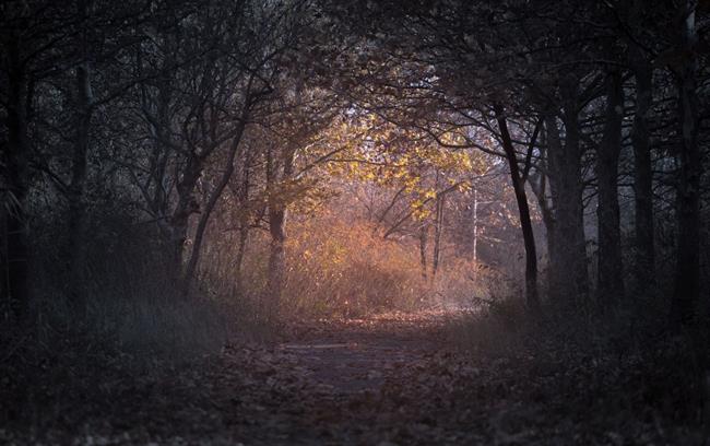 Danes bo jasno. (foto: pexels.com)