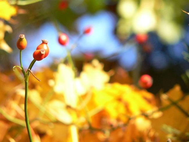 Lepa misel za lepši dan. (foto: freeimages.com)