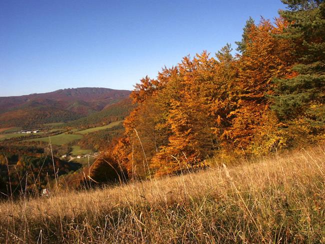 Lepa misel za lepši dan. (foto: freeimages.com)