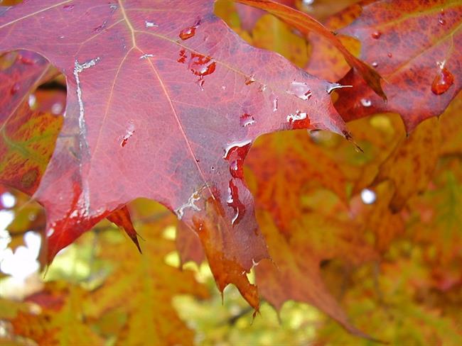 Lepa misel za lepši dan. (foto: freeimages.com)