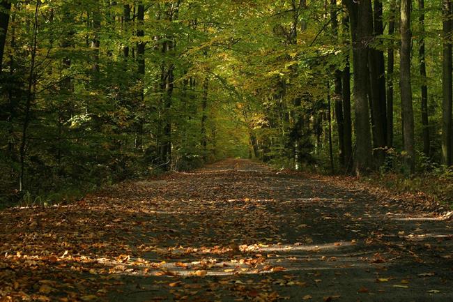 Lepa misel za lepši dan. (foto: freeimages.com)