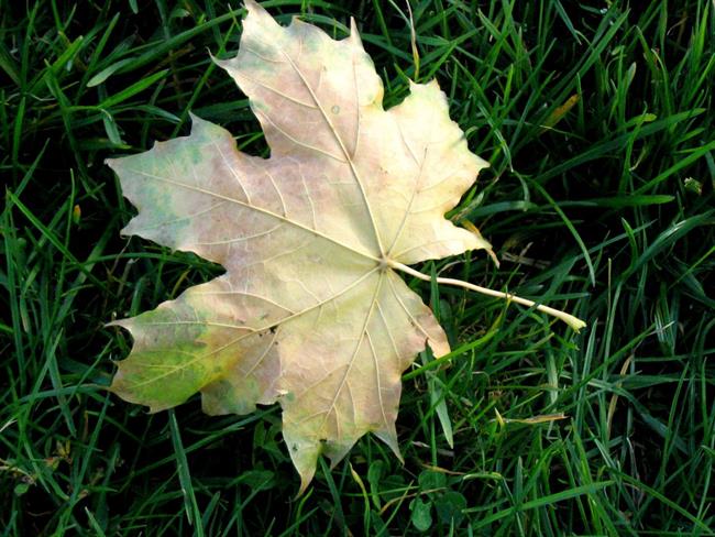 Lepa misel za lepši dan. (foto: freeimages.com)