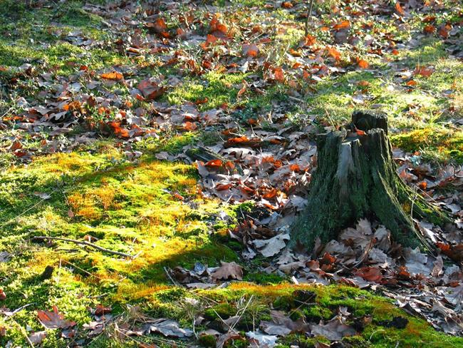 Lepa misel za lepši dan. (foto: freeimages.com)