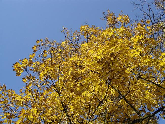 Lepa misel za lepši dan. (foto: freeimages.com)