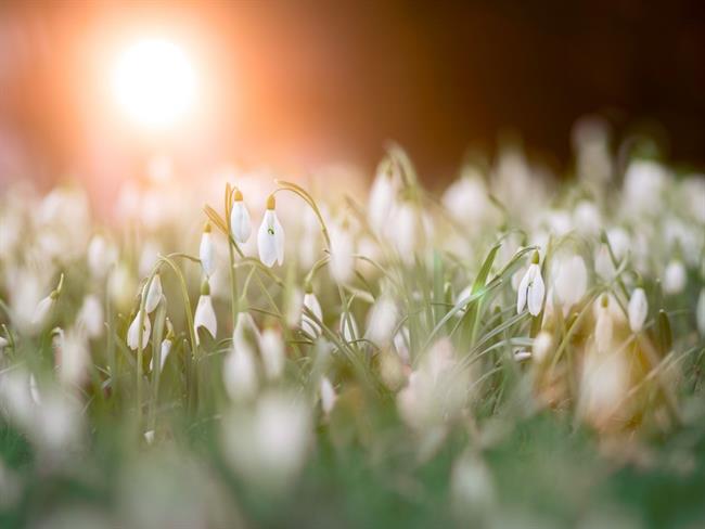 Danes bo delno jasno z nekaj nizke oblačnosti na Primorskem. (foto: pexels.com)