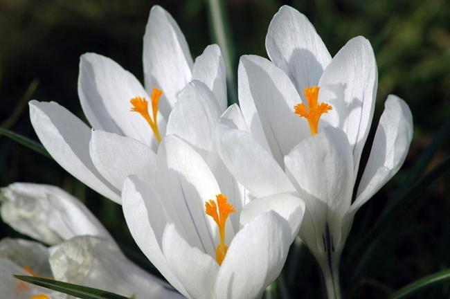 Lepa misel za lepši dan. (foto: freeimages.com)