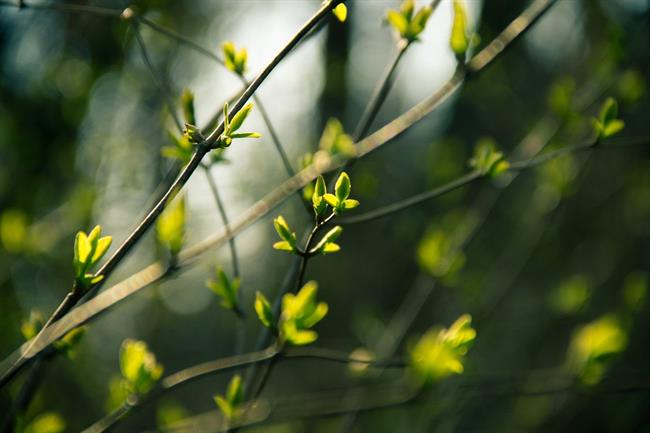 Lepa misel za lepši dan. (foto: pexels.com)