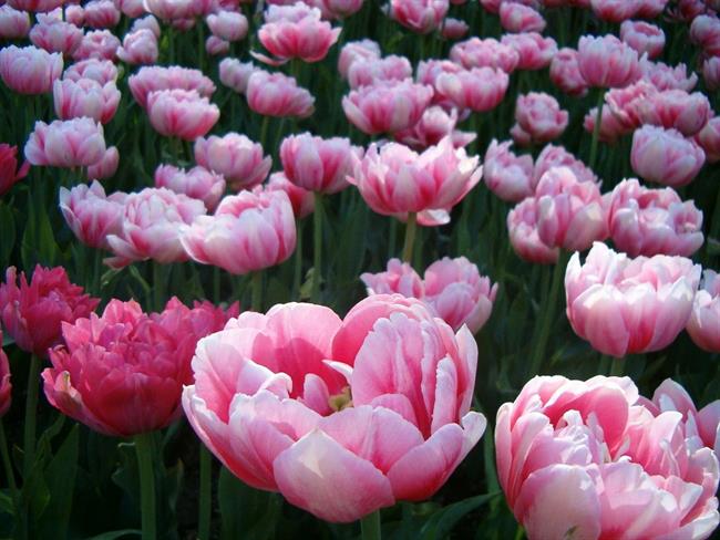 Lepa misel za lepši dan. (foto: freeimages.com)