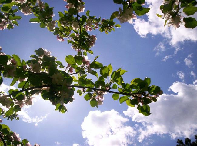 Lepa misel za lepši dan. (foto: freeimages.com)