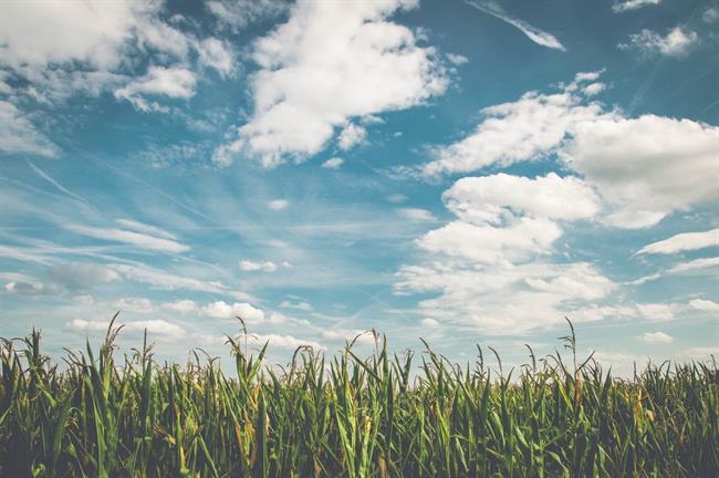 Danes bo deloma jasno, več oblačnosti bo na vzhodu. (foto: pexels.com)