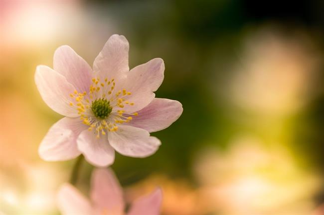 Lepa misel za lepši dan. (foto:  pexels.com)
