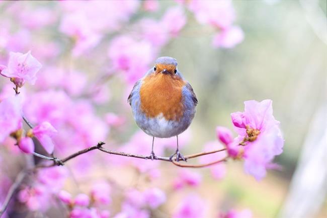 Lepa misel za lepši dan. (foto: pexels.com)