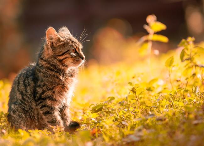 Danes in jutri bo sončno, več oblačnosti bo v hribih na zahodu. (foto: pexels.com)