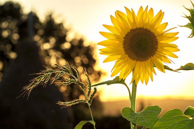 Lepa misel za lepši dan. (foto: pexels.com)