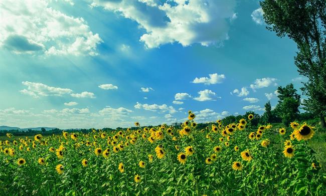 Danes bo dopoldne sončno, popoldne pa spremenljivo s plohami in nevihtami. (foto: pexels.com)
