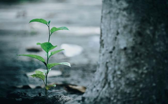 Dopoldne bodo padavine večinoma ponehale, hladneje bo. (foto: pexels.com)