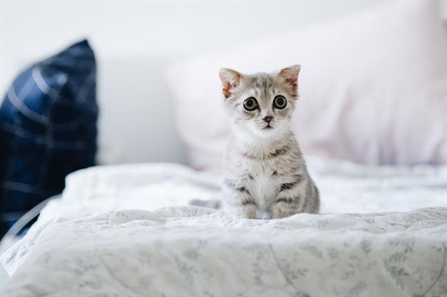 Lepa misel za lepši dan. (foto: pexels.com)
