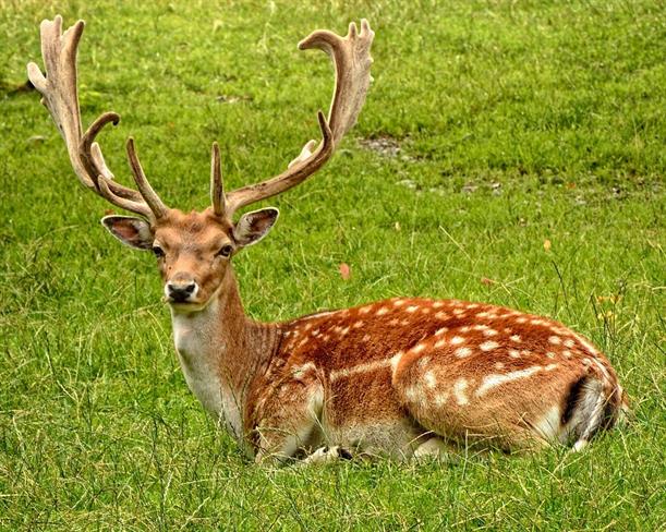 Lepa misel za lepši dan. (foto: pexels.com)