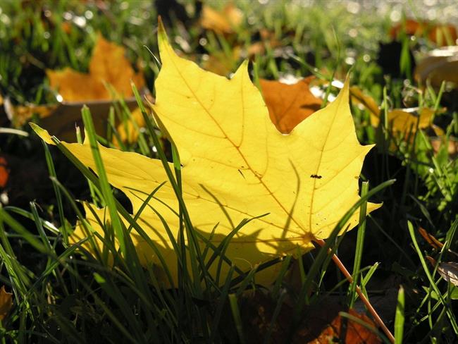 Lepa misel za lepši dan. (foto: freeimages.com)