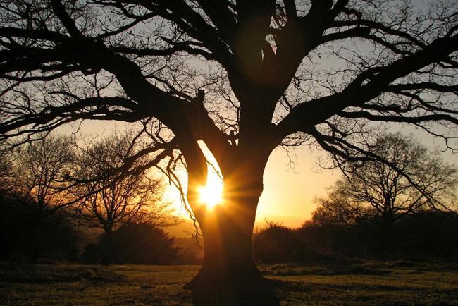 Lepa misel za lepši dan. (foto: freeimages.com)