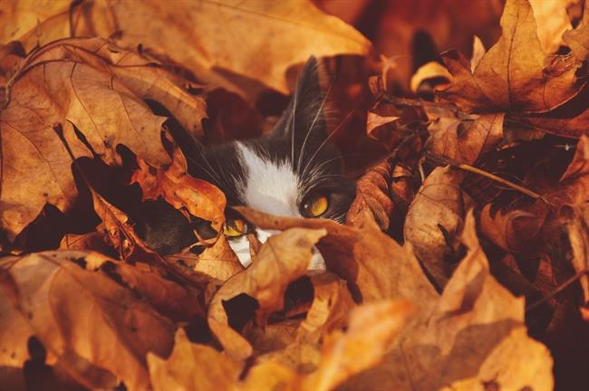 Kaj prinašajo števila za ta teden? (foto: pexels.com)