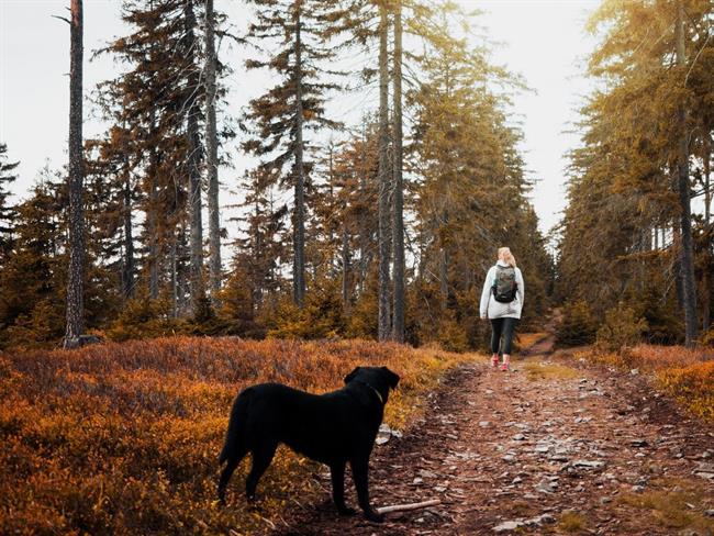 Kaj lepega nam prinaša teden? (foto: pexels.com)