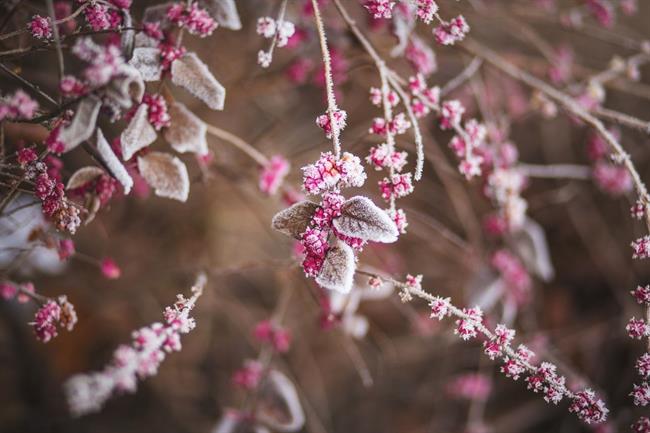 Kaj prinaša nov teden? (foto: pexels.com)