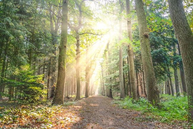 Danes bo pretežno jasno, popoldne občasno zmerno oblačno. (foto: pexels.com)