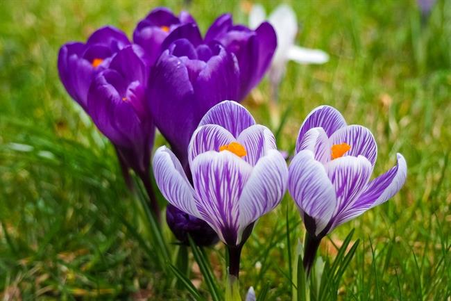 Kaj lepega nam bo prinesel teden? (foto: pexels.com)