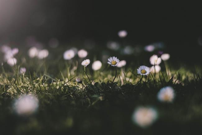 Lepa misel za lepši dan. (foto: pexels.com)