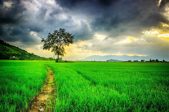 Dopoldne se bo pooblačilo, popoldne bodo krajevne plohe. (foto: pexels.com)