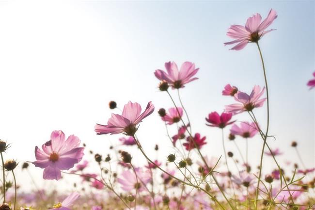 Lepa misel za lepši dan. (foto: pexels.com)