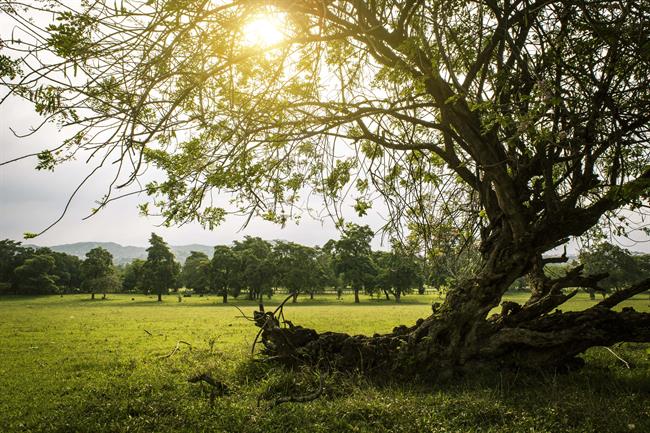 Danes in jutri bo pretežno jasno. (foto: pexels.com)