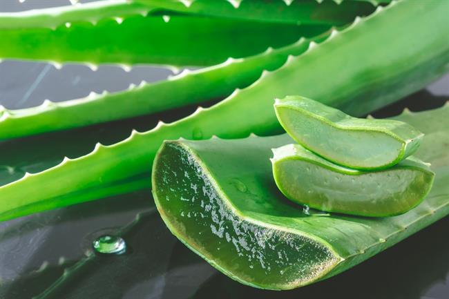 Aloe vera je zelo zdravilna rastlina. (Foto: Freepik.com)