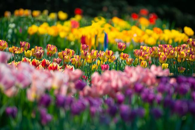 Letos bo na ogled 2 milijona tulipanov. (Foto: Freepik.com)