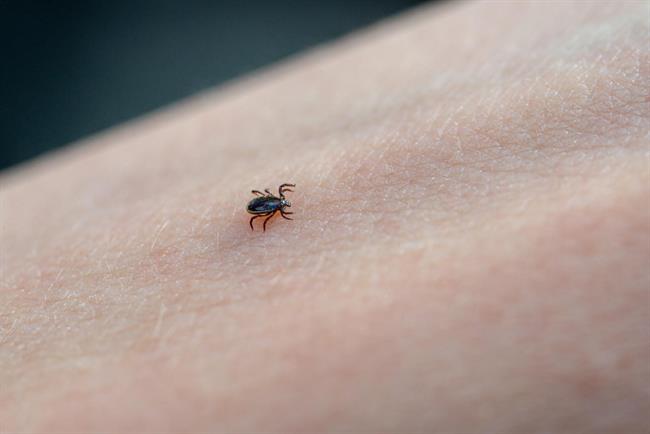 	Določena eterična olja odganjajo komarje in klope. (foto: Freepik.com)