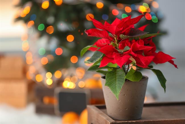 Božična je le ena izmed rastlin, ki krasijo naše domove med prazniki. (Foto: Freepik.com)