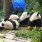 V Čengduju je na ogled sodobno urejen vzrejni center velikih pand. (foto: A.P.)