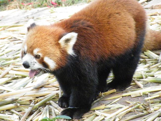 Med orjaškimi  črno-belimi pandami  se najdejo tudi ljubki mačji pande. (foto: A.P.)
