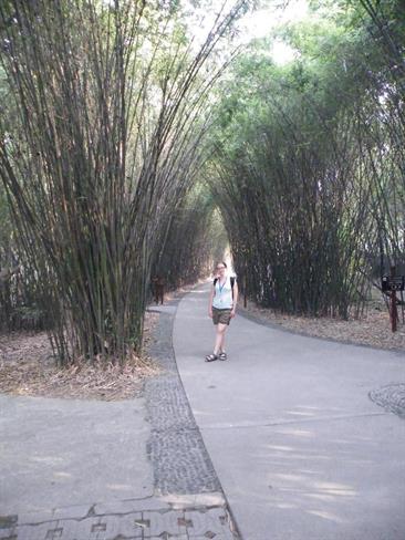 Tudi v vzrejnem centru gojijo bambus, dag a nikoli ne zmanjka. (foto: A.P.)