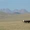 Idilična kirgiška gorska pokrajina s širnimi pašniki. (foto: O.P.)