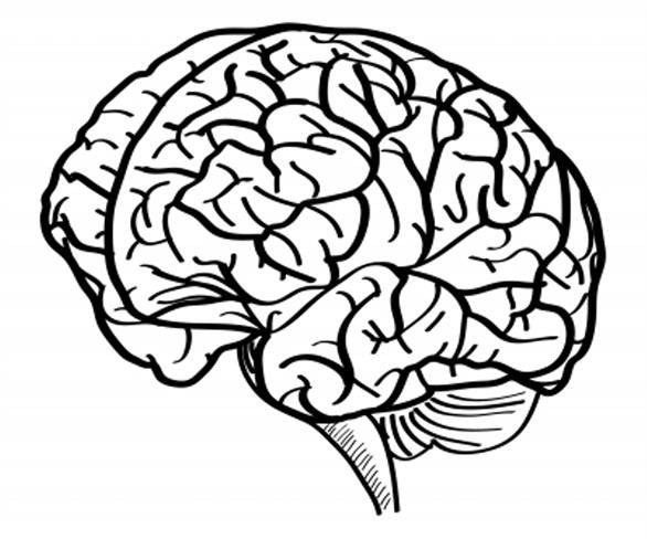 Kako delujejo vaši možgani? (foto: FreeDigitalPhotos.net)
