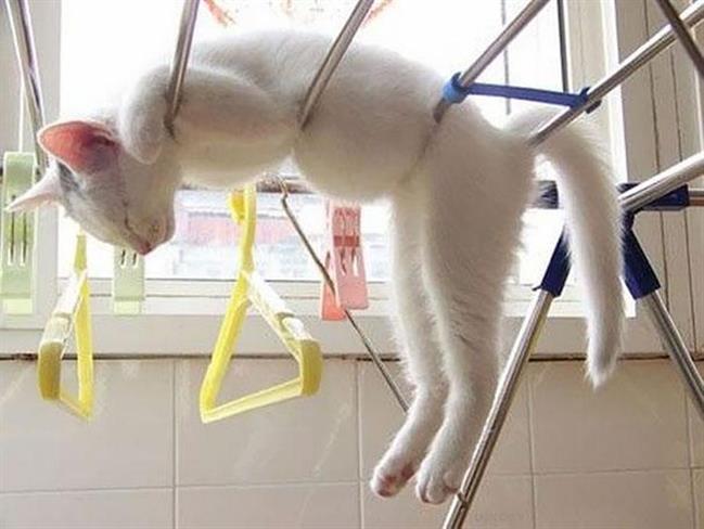 Kaj takega lahko naredi le mačka! (foto: www.boredpanda.com)