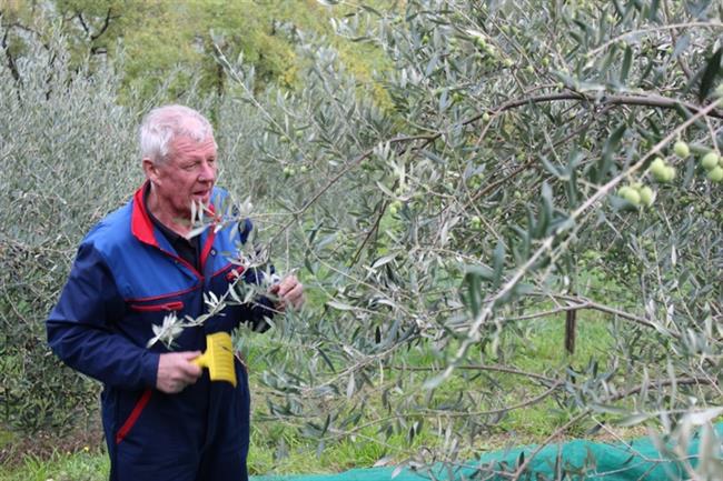 Pobiranje oliv (foto: Robert Titan in Autentica – turistično razvojna agencija)