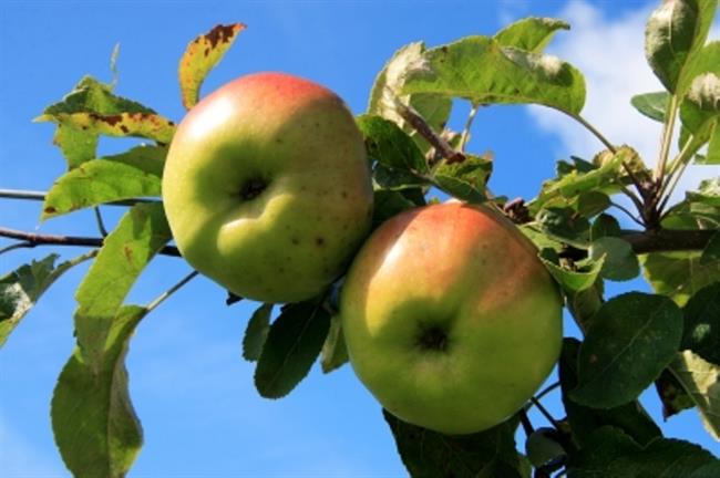 Ste že obrali jablana? (foto: FreeDigitalPhotos.net)