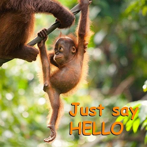 Hello My World - rešimo orangutane.