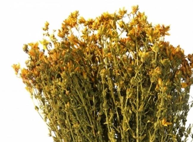 Šentjanževka je izredno zdravilna rastlina. (foto: FreeDigitalPhotos.net)