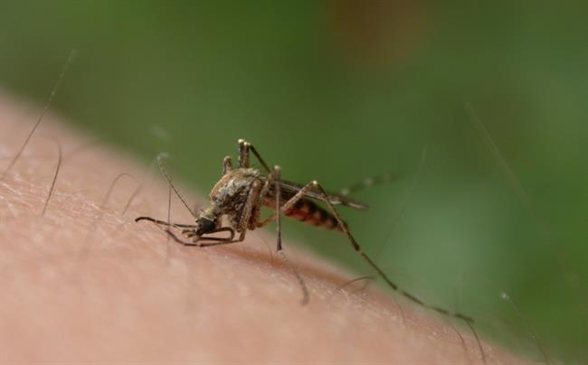 Komarji imajo radi vonj po mlečni kislini. (foto: freeimages.com)