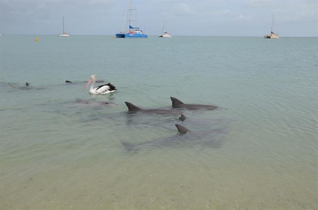 Srečanje z delfini (foto: Branko P)