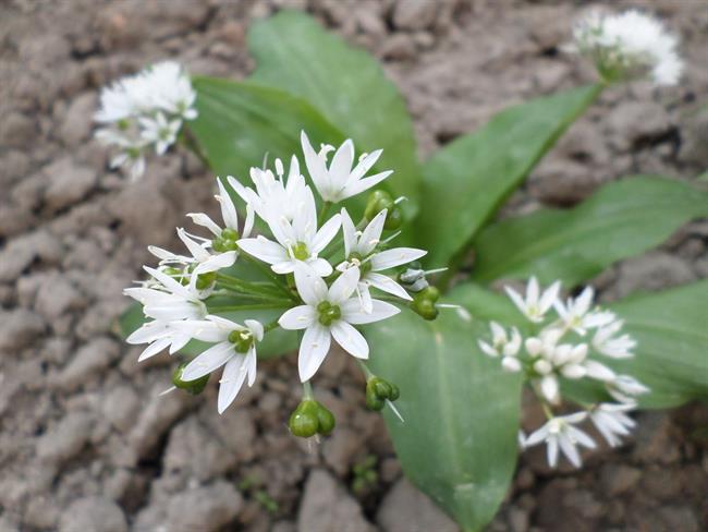 Čemaž je zelo zdravilna pomladna rastlina. (foto: freeimages.com)